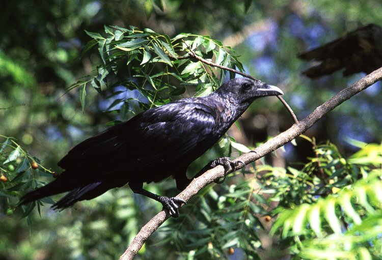 Raven
