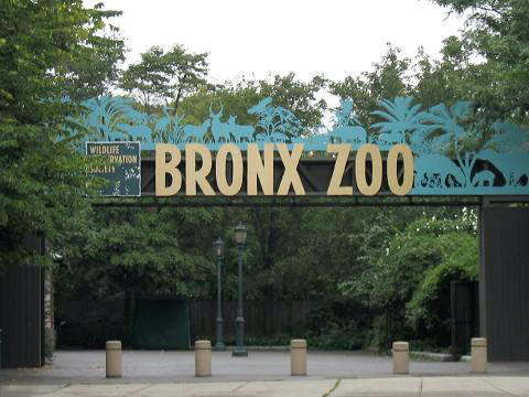 The Bronx